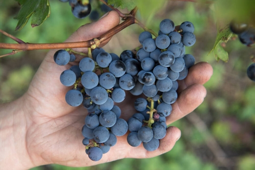 Reben für die Zukunft: PIWI-Weine