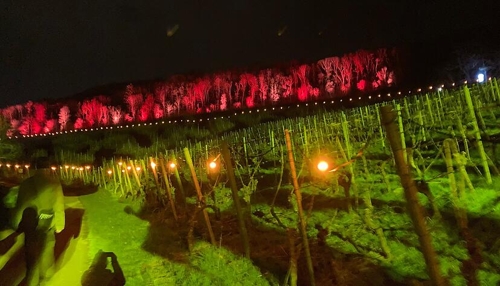 Fünftes Rebenglühen der Bretzfelder Weingüter