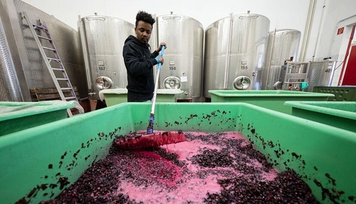 Weniger Weinmost bei Südwest-Winzern