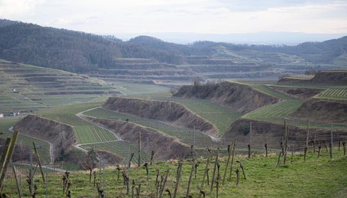 Agrarminister Hauk spricht bei badischen Winzern