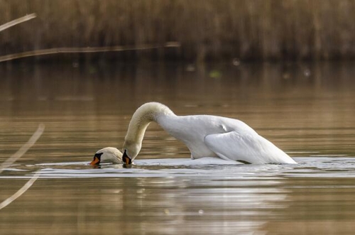 Bildungsinitiativen an der Rosenauschule in Heilbronn