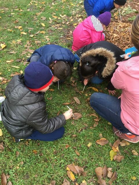 Wir erforschen Regenwürmer an der Rosenauschule