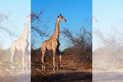 Mal Wein, mal wild: Südafrikas faszinierende Vielfalt