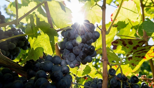 Auszeichnung für das beste Weingut in Heilbronn: Wachtstetter führt