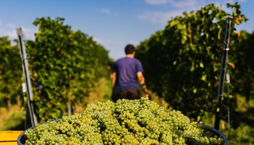 Reben für die Zukunft? Was hinter PIWI-Weinen steckt