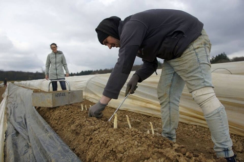 Ittlingen/Kirchardt: Im Kraichgau lassen die ersten Spargel ihre Köpfchen sehen