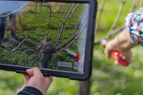 Künstliche Intelligenz beim Rebschnitt in Heilbronn