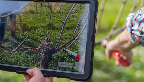 Künstliche Intelligenz revolutioniert den Rebschnitt in Heilbronn