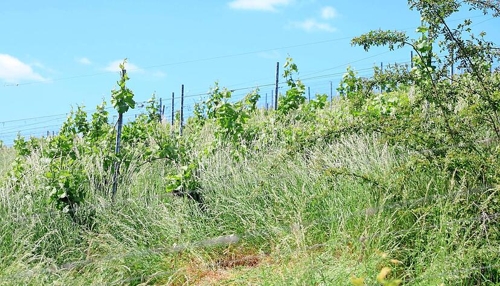 Heilbronn: Ökologische Aufwertung von Weinbauflächen