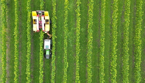 Winzer am Limit: Herausforderungen für die Weinbranche in Heilbronn