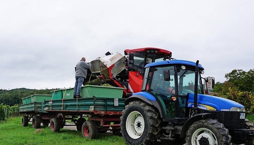 Weinlese im Weinsberger Tal