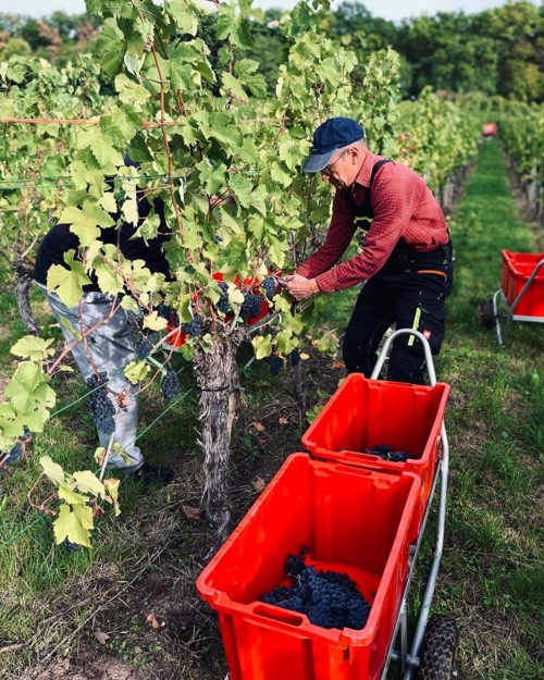 Familiengeführtes Weingut Schütz in Steinheim an der Murr