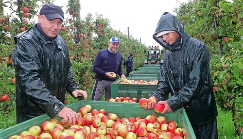 Durchschnittliche Ernte im Weingut Eschenau