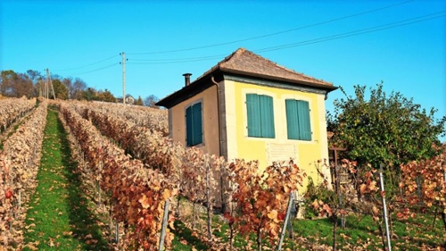Weinbau in Heilbronn: Das älteste Weinberghaus der Region
