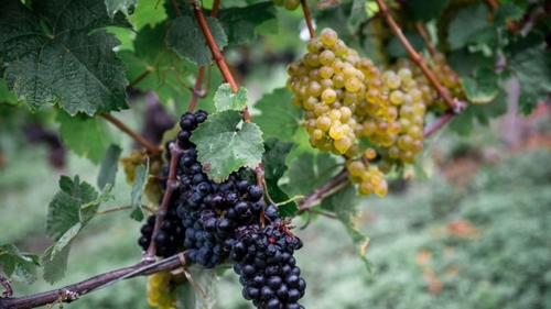 Weinernte fällt geringer aus als angenommen