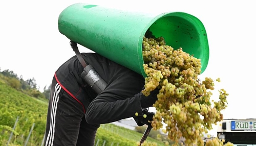Kleinste Weinernte seit 15 Jahren in Deutschland