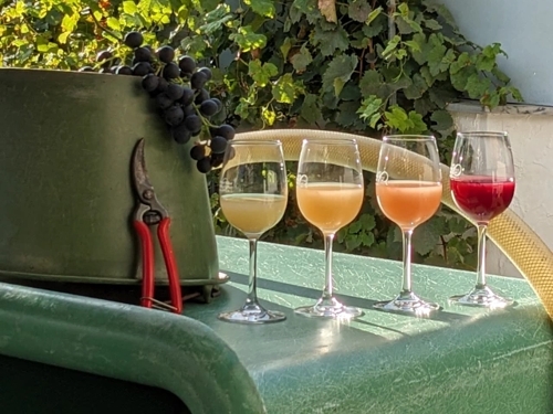 Weingut Kiesel: Hochwertige Weine aus Weinstadt