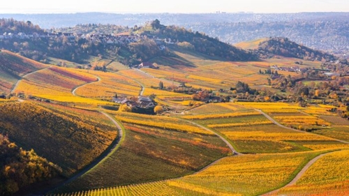 Sonniges Wetter lädt zu Spaziergängen in den Weinbergen ein