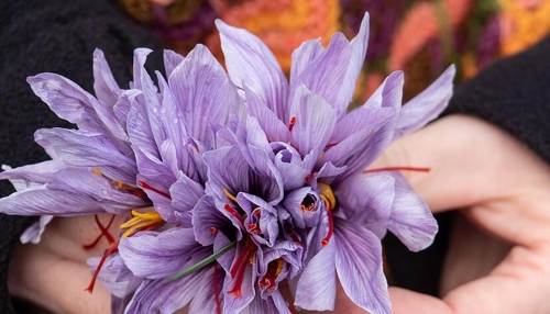 Die kulinarische Vielseitigkeit von Wein in der Küche