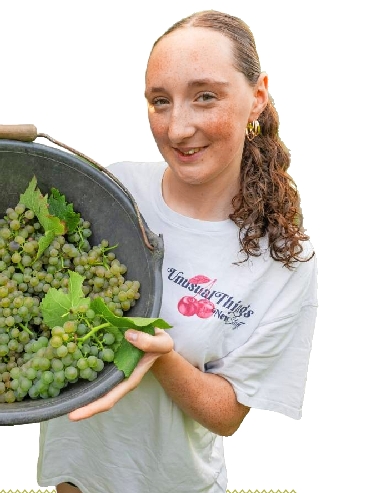 Früheste und schnellste Traubenlese in Württemberg