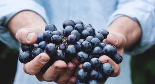 Weingut Zipf in Löwenstein