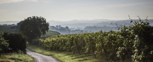 Lauffener Weingärtner eG