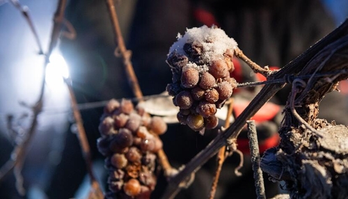Winzer hoffen auf Frostnächte für Eiswein-Lese