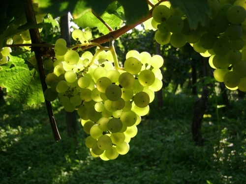 Weingut Unser in Leingarten: Nachhaltiger Weinbau in Heilbronn