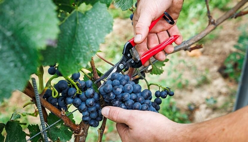Der deutsche Weinanbau in historischer Krise