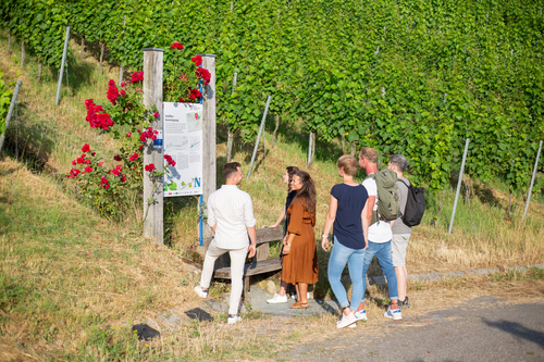 Wartberg Heilbronn Wein Panorama Weg_2023_mb_3486