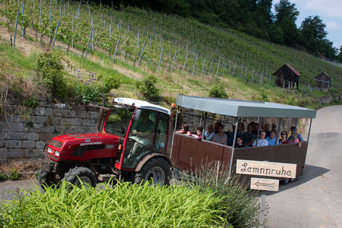Traktorsafari im Weinberg