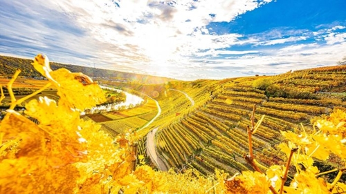 Steillagen-Weinbau: Schöne Aussicht – mit Ablaufdatum