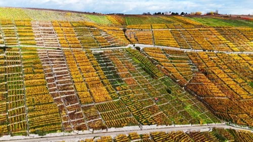 Innovative Nutzung von Weinbergen