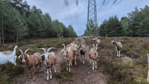 Open-Air-Kino in Schrozberg: Filmfestival mit Popcorn und Wein