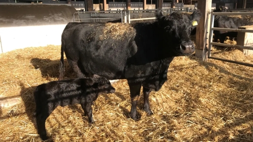 Eutinger Landwirte kritisieren Doppelmoral der Regierung