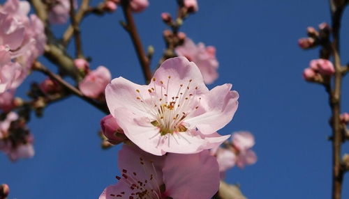 Mandelblüten und Weinberge in Heilbronn