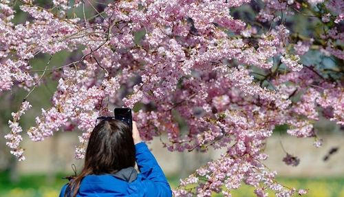 Kirschblüte auf dem Bildungscampus Ost in Heilbronn