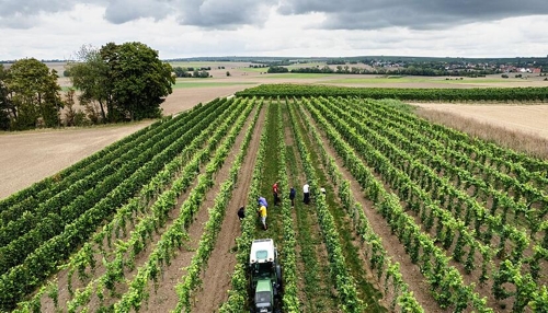 Deutsche Winzer erzeugen etwas weniger Wein