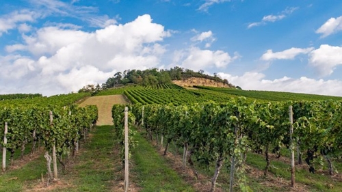 Wanderungen im Landkreis Ludwigsburg: Entlang malerischer Weinberge