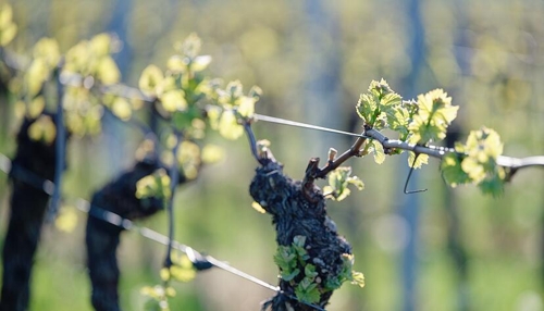 Sonnige Tage in Heilbronn: Ein Segen für den Weinbau