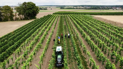 Kleinste Ernte seit 2017: Winzer erzeugen weniger Wein