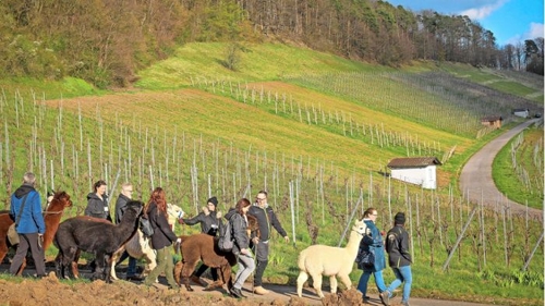 Erlebniswandern in Oberstenfeld: Mit Alpakas durch die Weinberge